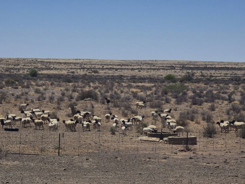 Livestock farm for sale near Brandvlei, Northern Cape.  - Photo 10