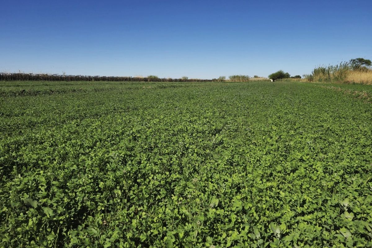 Irrigation property for sale at Kanoneiland, Upington - Photo 2