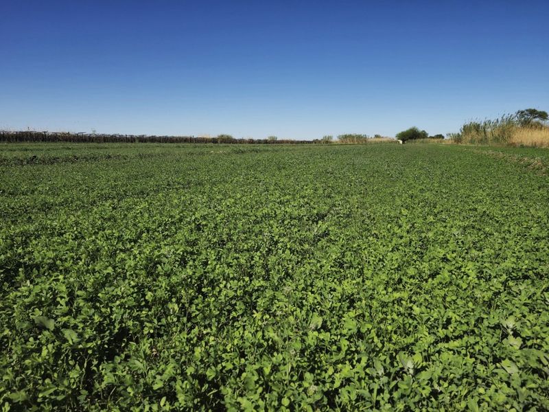 Irrigation property for sale at Kanoneiland, Upington - Photo 2