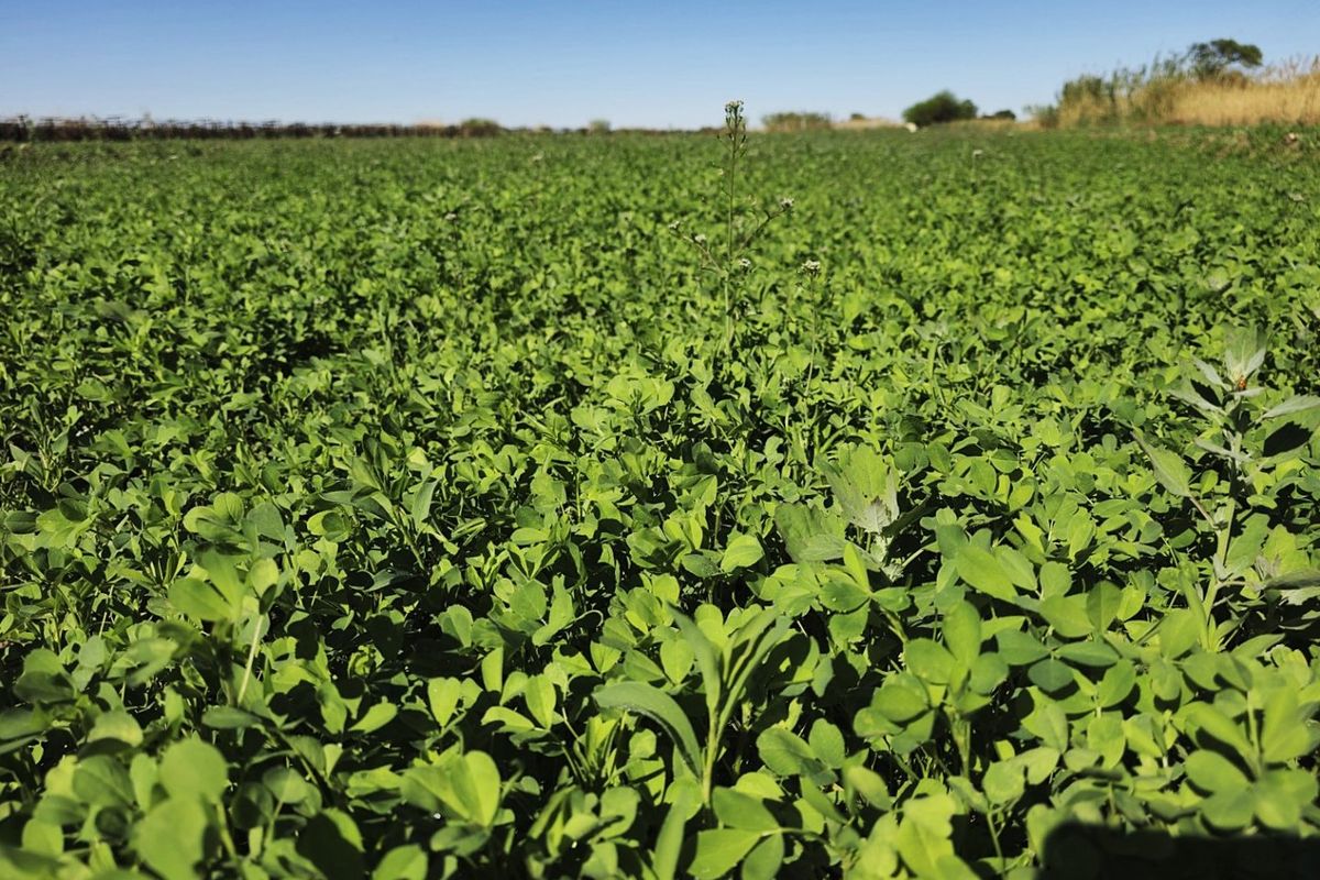 Irrigation property for sale at Kanoneiland, Upington - Photo 3