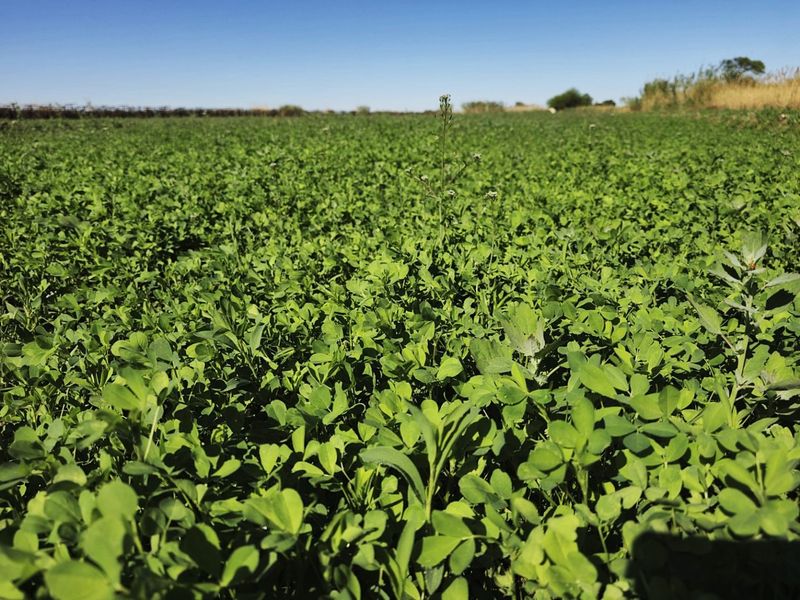 Irrigation property for sale at Kanoneiland, Upington - Photo 3