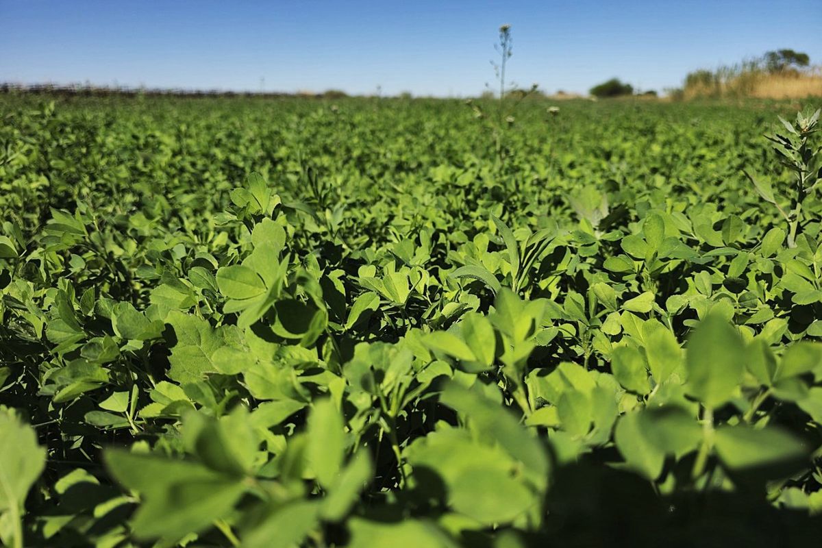 Irrigation property for sale at Kanoneiland, Upington - Photo 4