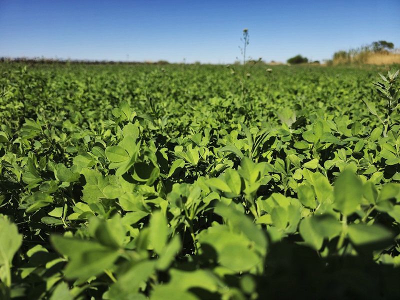 Irrigation property for sale at Kanoneiland, Upington - Photo 4