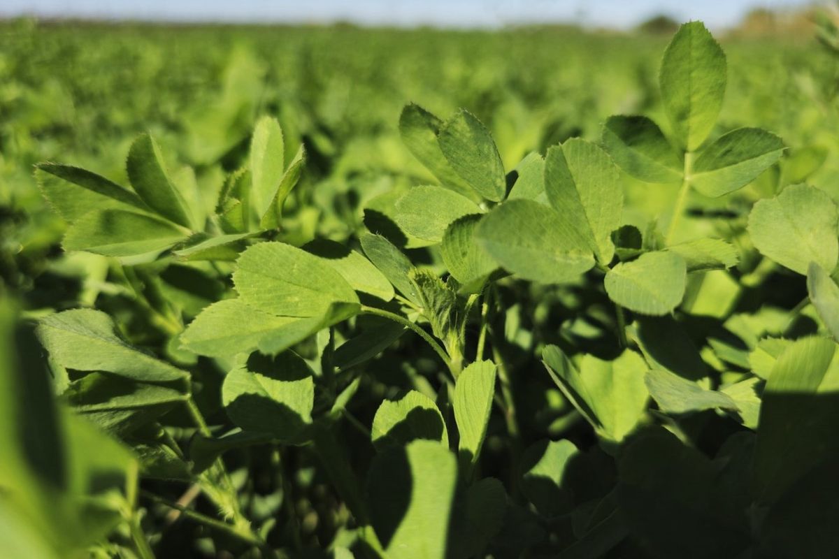 Irrigation property for sale at Kanoneiland, Upington - Photo 5