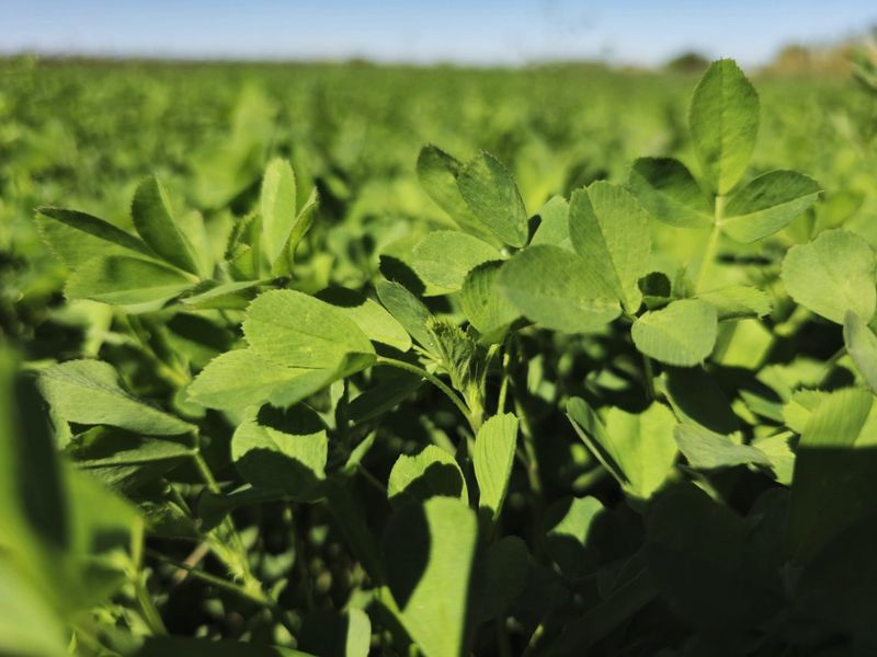 Irrigation property for sale at Kanoneiland, Upington - Photo 5