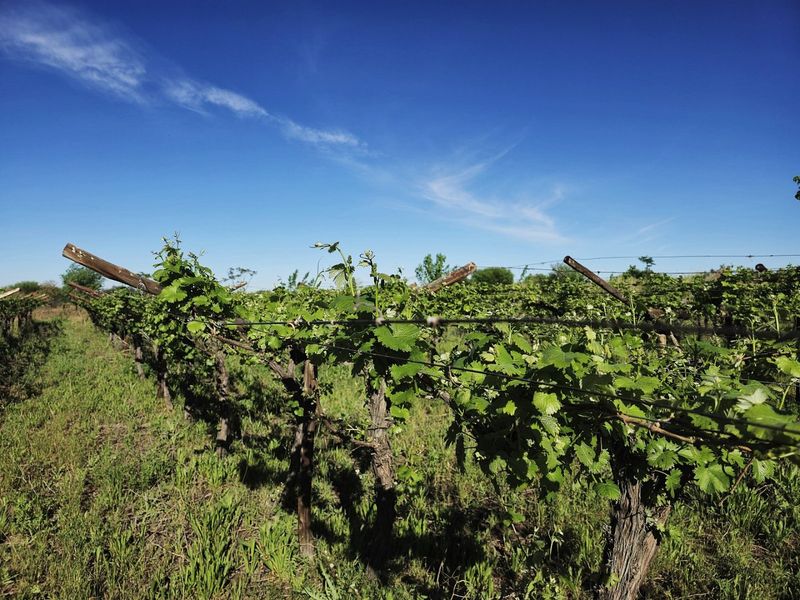 Irrigation farm at Kanoneiland, Upington/Keimoes - Photo 9
