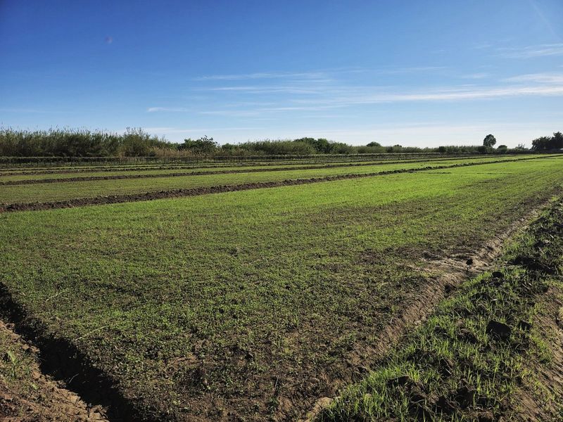 Irrigation farm at Kanoneiland, Upington/Keimoes - Photo 10