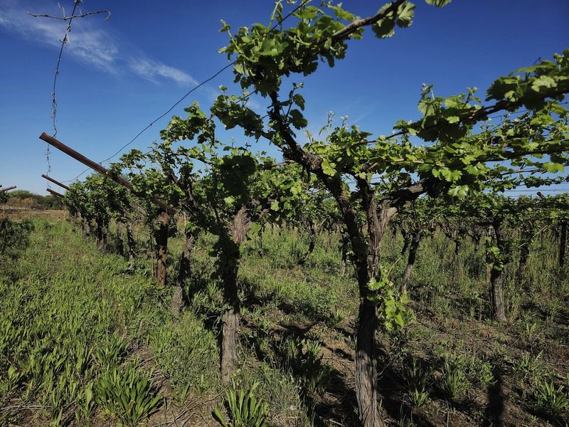 Irrigation farm at Kanoneiland, Upington/Keimoes - Photo 8