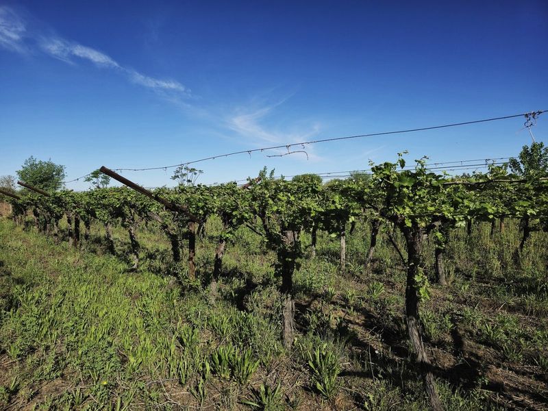 Irrigation farm at Kanoneiland, Upington/Keimoes - Photo 7