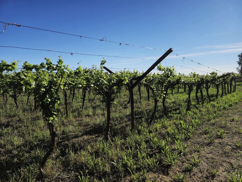 Irrigation farm at Kanoneiland, Upington/Keimoes - Photo 6