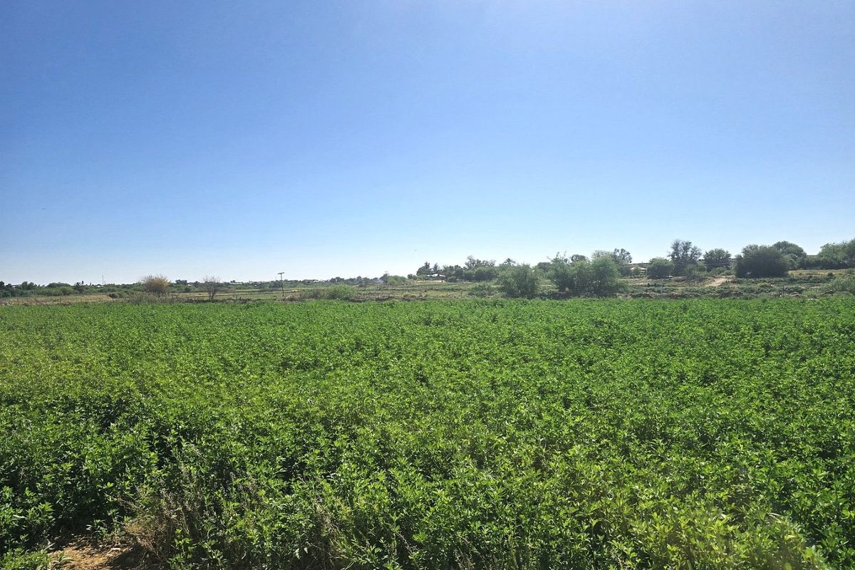 Smallholding for Sale Near Upington - Photo 5