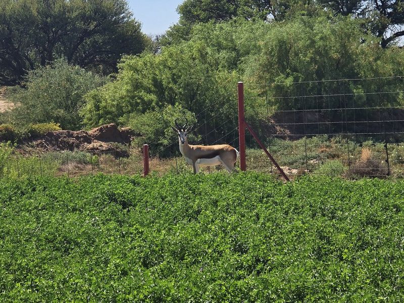 Smallholding for Sale Near Upington - Photo 9