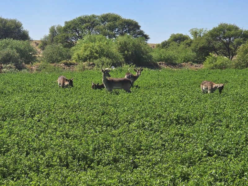 Smallholding for Sale Near Upington - Photo 8