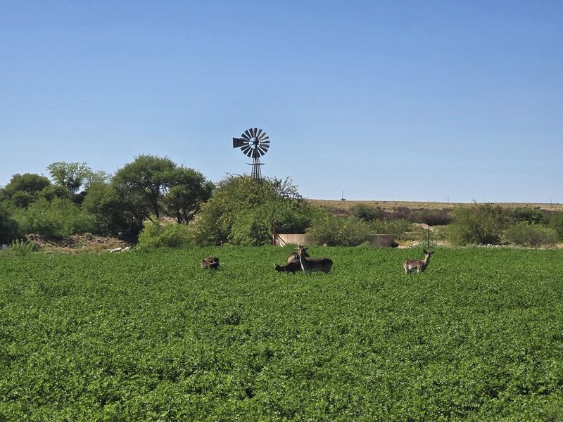 Smallholding for Sale Near Upington - Photo 7