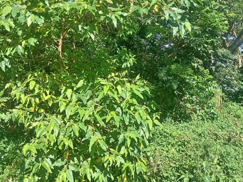 0 Bed Vacant Land in Ongoye, Empangeni Rural for Sale - Photo 6