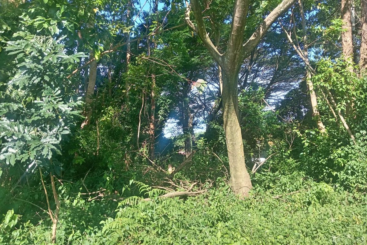 0 Bed Vacant Land in Ongoye, Empangeni Rural for Sale - Photo 4