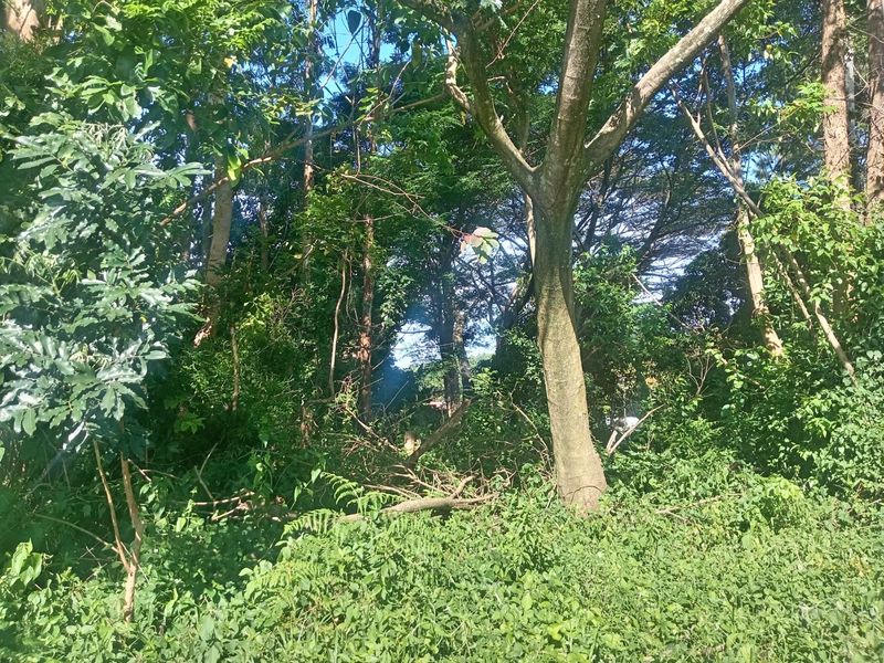 0 Bed Vacant Land in Ongoye, Empangeni Rural for Sale - Photo 4