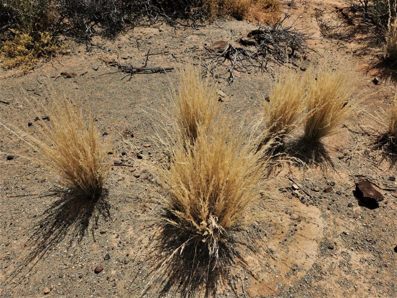 A view of natural arid landscape featuring dry tufted grasses and rocky soil typical of a farm environment.