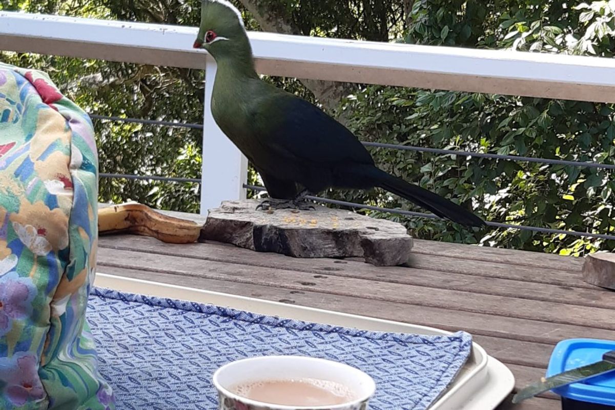 Ideal family home close to the Knysna lagoon with separate flatlet. - Photo 2