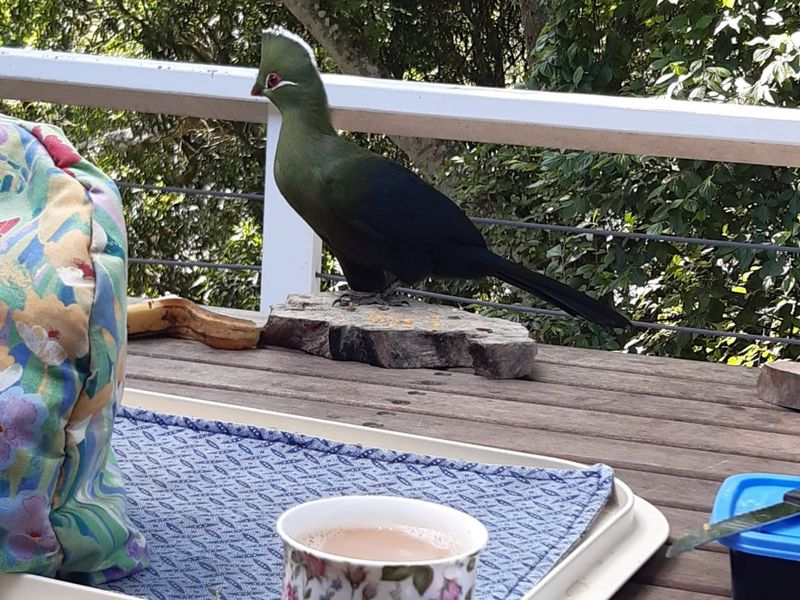 Ideal family home close to the Knysna lagoon with separate flatlet. - Photo 2