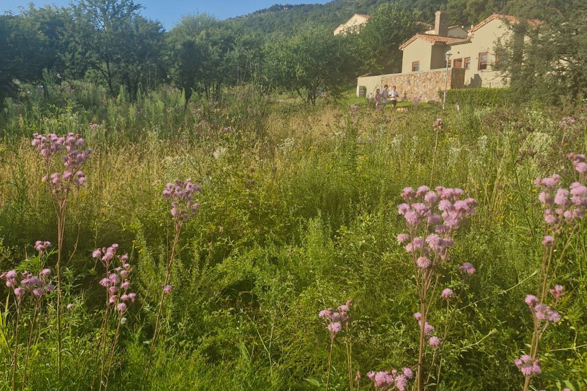 A view of a natural, overgrown garden area with wild flowers and a stone wall feature in the background.