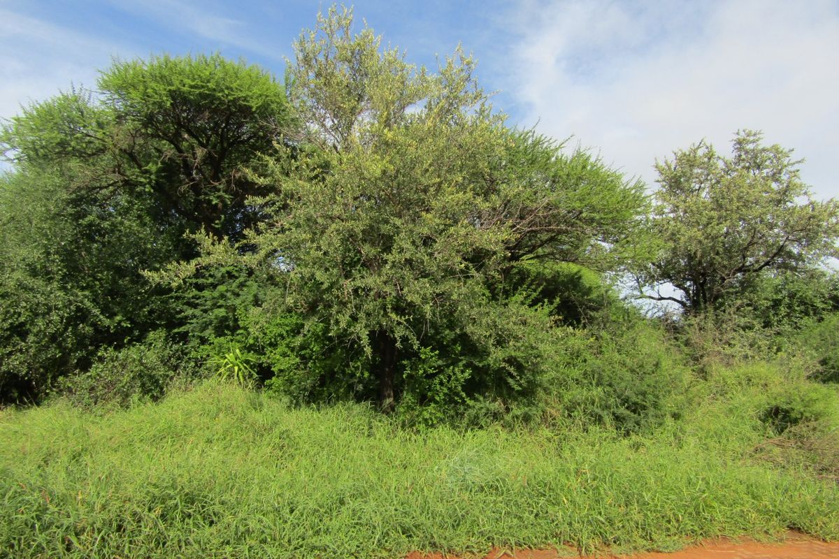 A view of the vacant residential land featuring established indigenous trees and natural grass cover.