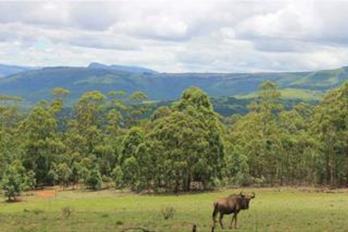 A scenic view of the farm landscape featuring rolling hills, dense forest, and distant mountain ranges.