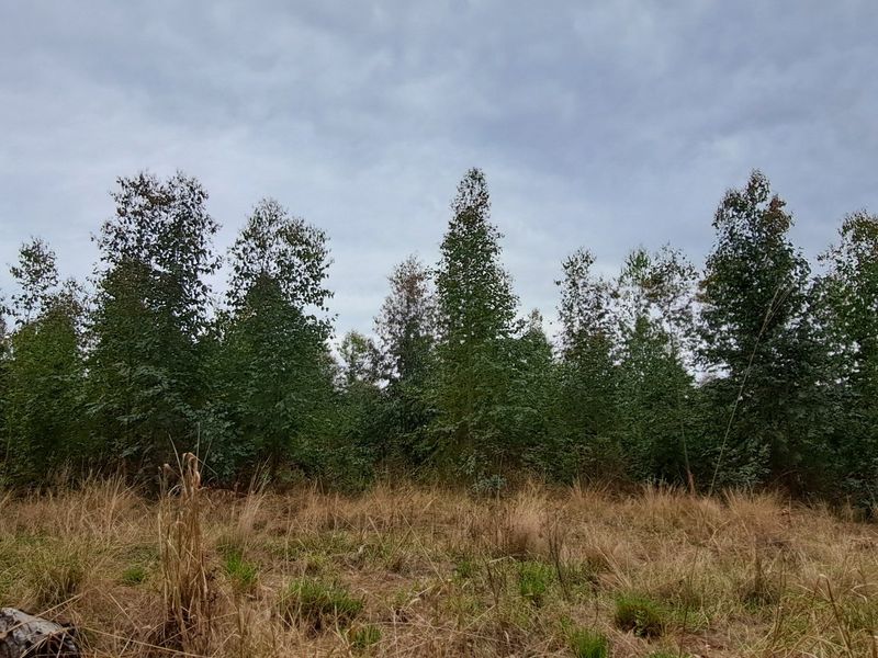 40ha Agricultural Land Opportunity – Highflats, Ixopo (KZN) - Photo 4