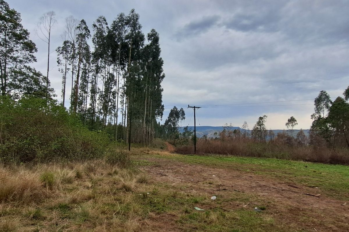 A wide-angle view of the farm landscape featuring open fields, a dirt track, and mature eucalyptus trees under a cloudy sky.