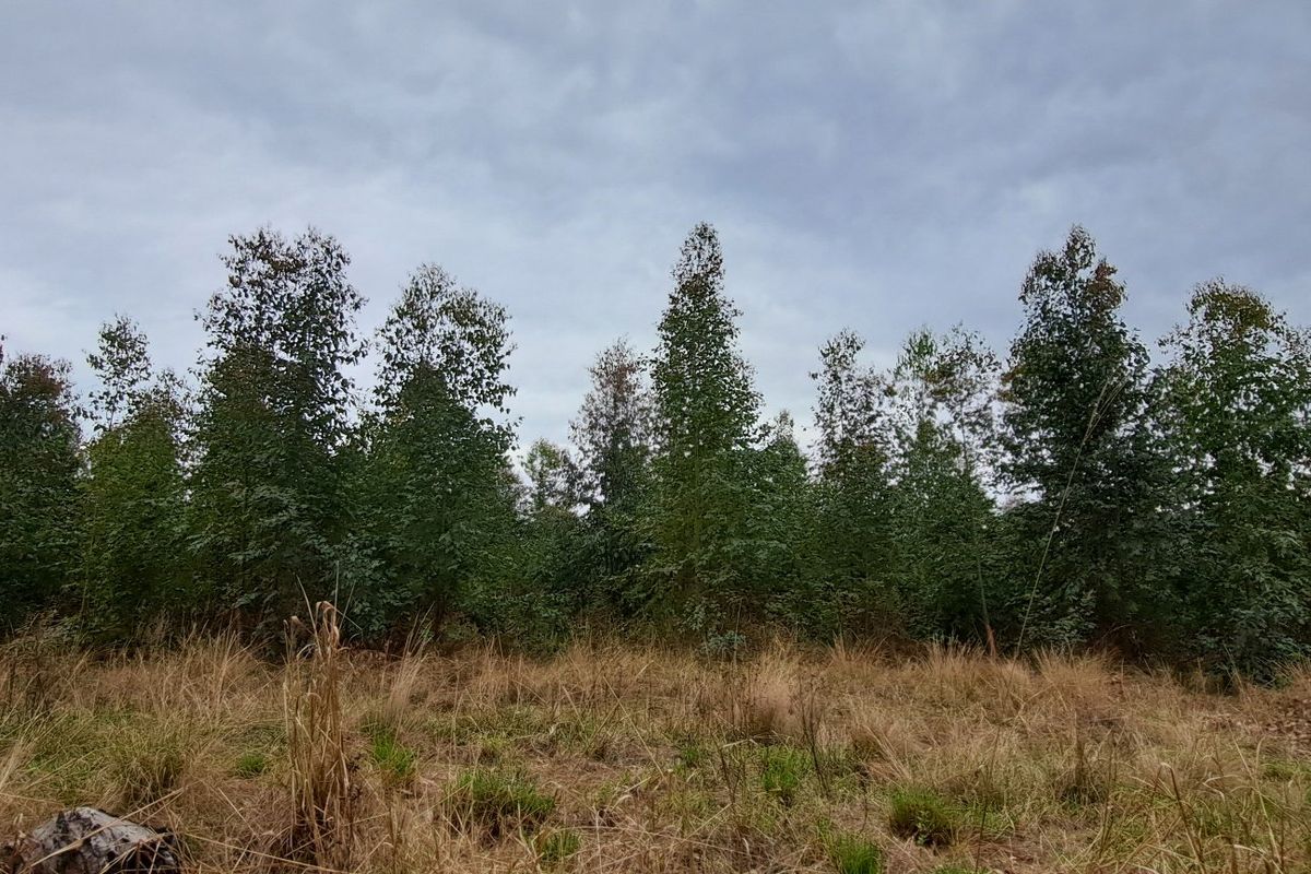 A view of the natural landscape featuring mature trees and open grassland on the farm property.