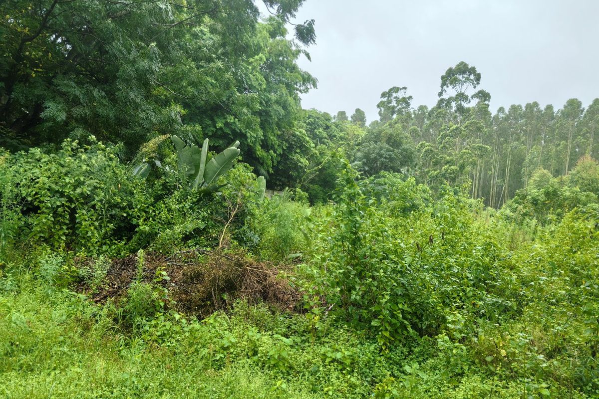 0 Bed Vacant Land in Kwambonambi for Sale - Photo 4