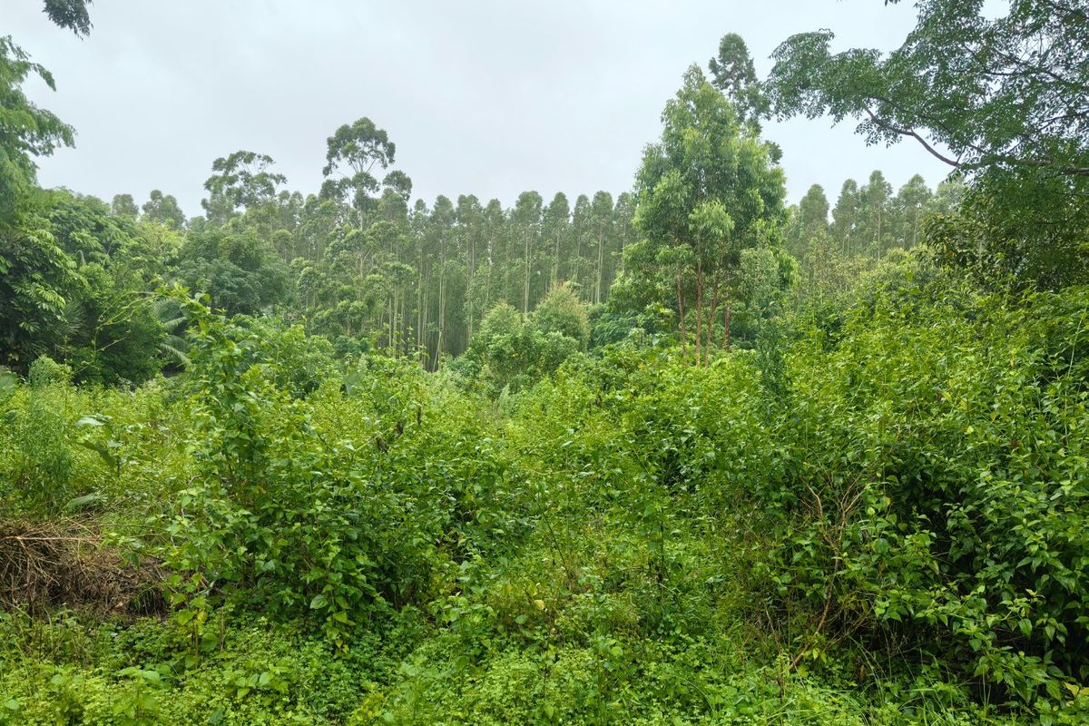 0 Bed Vacant Land in Kwambonambi for Sale - Photo 5