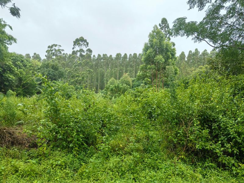 0 Bed Vacant Land in Kwambonambi for Sale - Photo 5