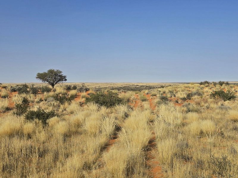 Livestock farm for sale at Kenhardt, Boesmanland.  - Photo 9