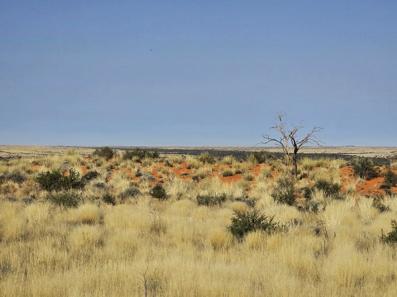 Livestock farm for sale at Kenhardt, Boesmanland.  - Photo 8