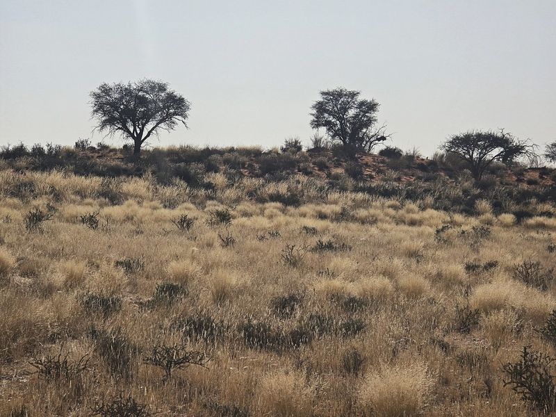 Livestock farm for sale at Kenhardt, Boesmanland.  - Photo 7