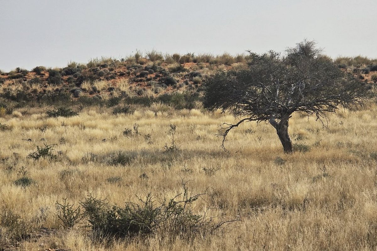 Livestock farm for sale at Kenhardt, Boesmanland.  - Photo 5