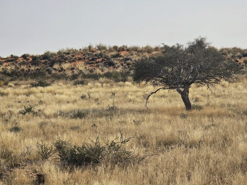 Livestock farm for sale at Kenhardt, Boesmanland.  - Photo 5