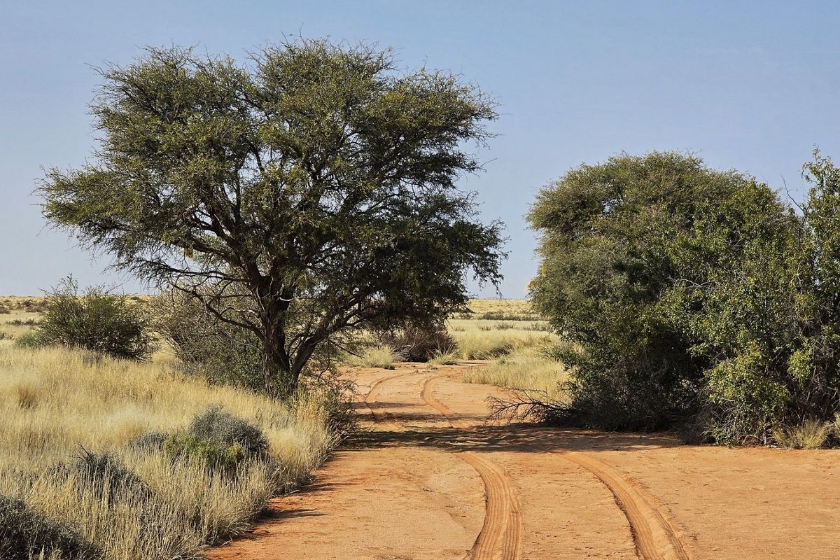 Livestock farm for sale at Kenhardt, Boesmanland.  - Photo 3