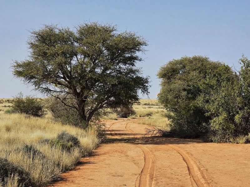Livestock farm for sale at Kenhardt, Boesmanland.  - Photo 3
