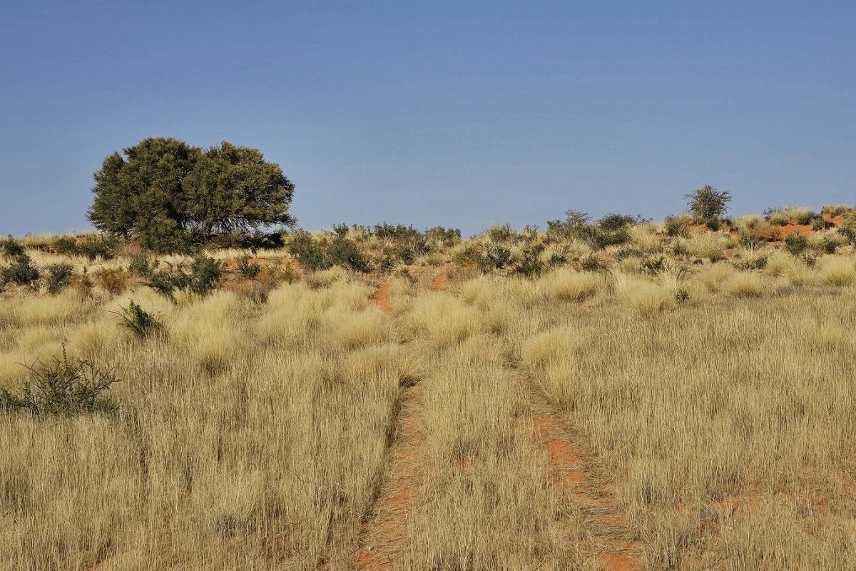 Livestock farm for sale at Kenhardt, Boesmanland.  - Photo 4