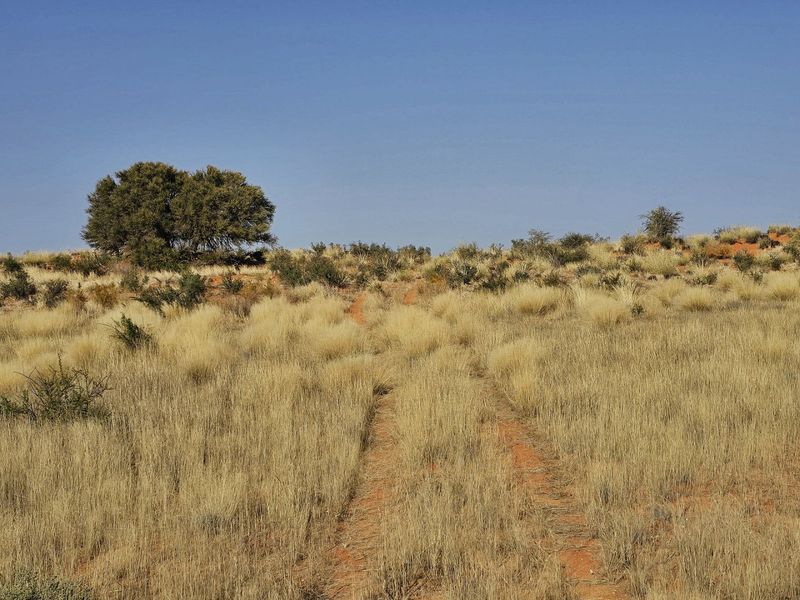 Livestock farm for sale at Kenhardt, Boesmanland.  - Photo 4