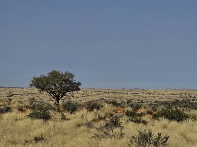 Livestock farm for sale at Kenhardt, Boesmanland.  - Photo 10