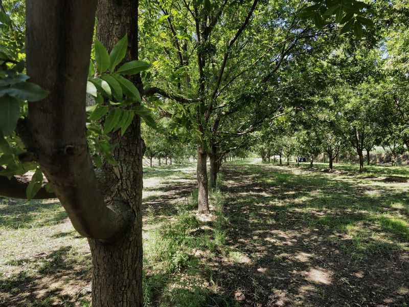 Versatile Irrigation Farm Along the Orange River,  Boegoeberg, Groblershoop - Photo 7