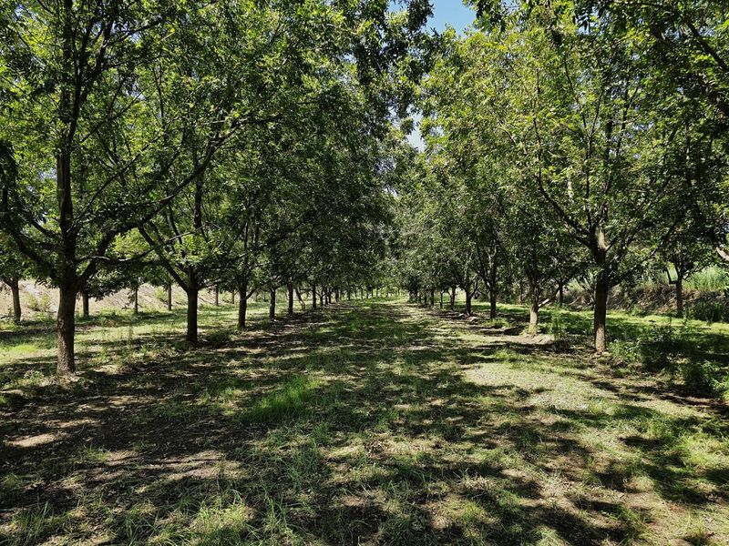 Versatile Irrigation Farm Along the Orange River,  Boegoeberg, Groblershoop - Photo 6