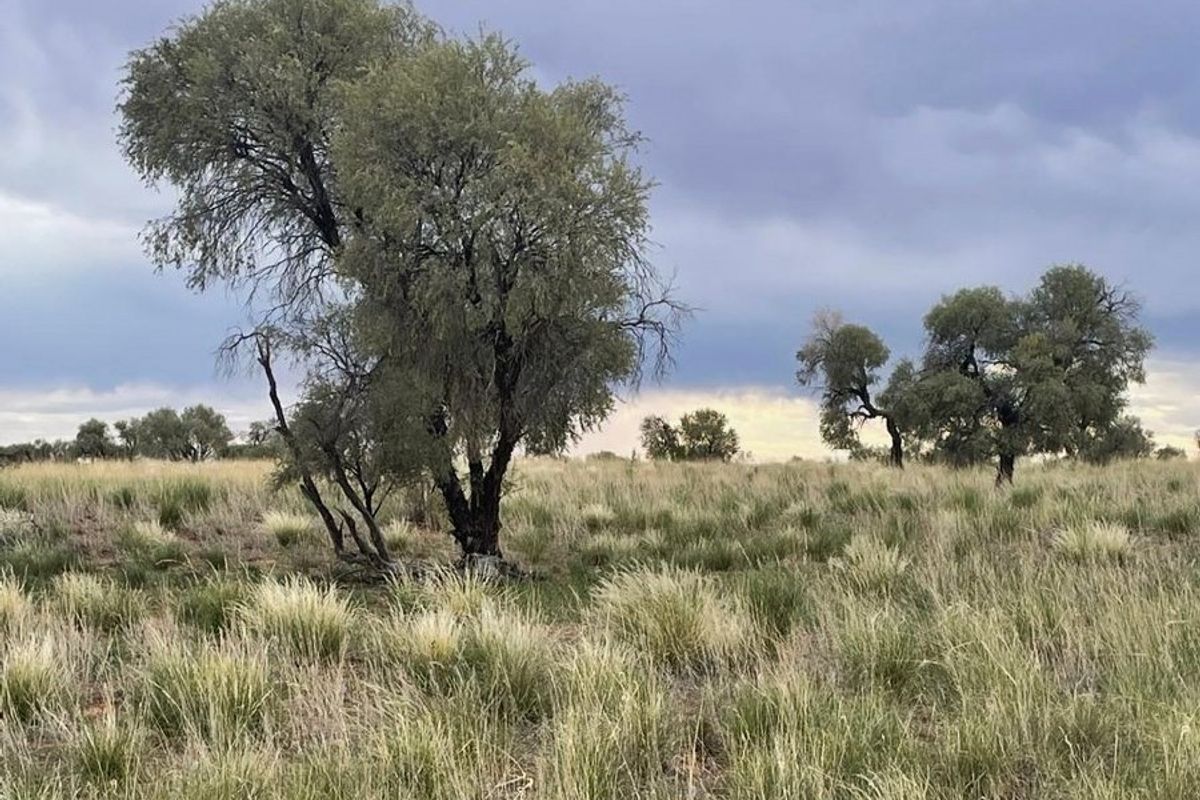 A scenic view of the expansive farm landscape featuring native trees and natural grassland under a cloudy sky.