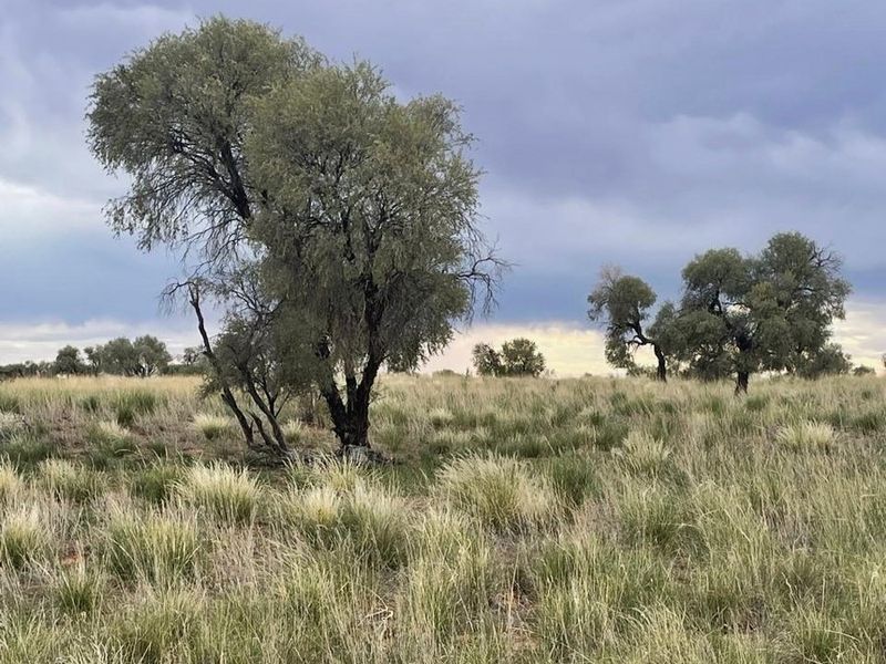 A scenic view of the expansive farm landscape featuring native trees and natural grassland under a cloudy sky.