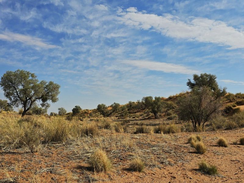 A scenic view of the natural arid landscape featuring native trees and dry grasses under a clear blue sky.