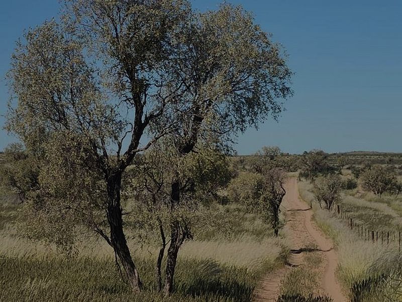 A scenic view of a rural dirt track winding through open veld landscape with native trees and a wire boundary fence.