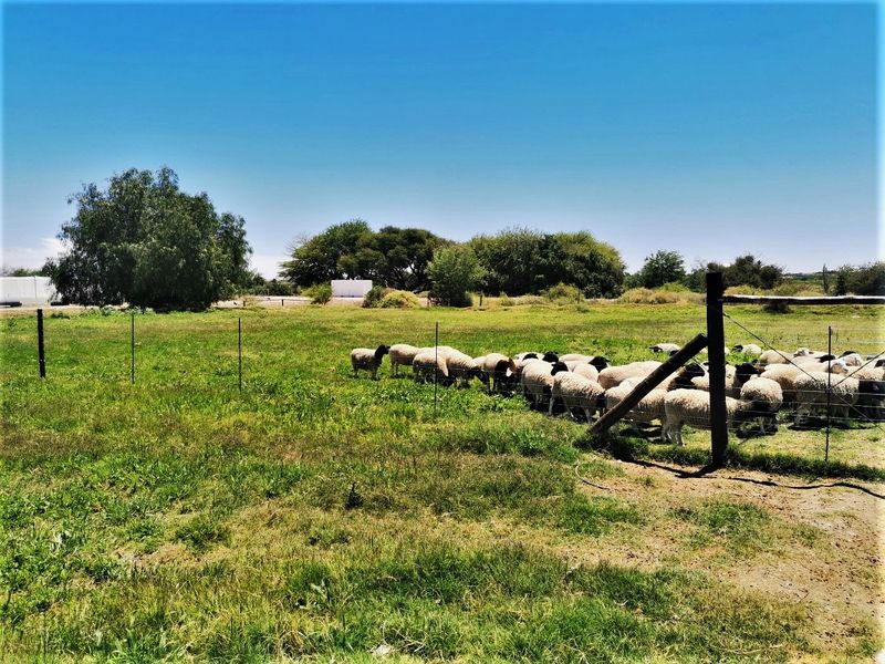 Self-sustainable smallholding near Upington. - Photo 9